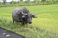 Buffalo Kwai Thai ,Mammal animal, Thai buffalo in grass field,Adult in farm garden near the road side. Royalty Free Stock Photo