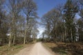 Nagshead RSPB Reserve Royalty Free Stock Photo