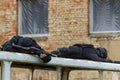 Hungarian special military units during an Urban Warfare Exercise.