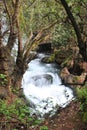 Nahal Hermon Nature Reserve Banyas - strong rushing water of the Banyas stream flowing among moss-covered stones