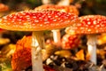 Close up of a fly agaric, amanita muscaria