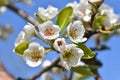 Close up of pear blossoms Royalty Free Stock Photo