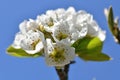 Close up of pear blossoms Royalty Free Stock Photo