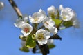 Close up of pear blossoms Royalty Free Stock Photo