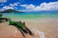 Nai Yang Beach blue cloundy sky with old tree on the beach Phuket,Thailand,