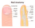 Nail anatomy. Cross-section finger and nail structure. Fingertip side scheme