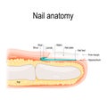 Nail anatomy. Detailed vector illustration