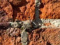 Nail in a brick wall. A rusty curved nail. Old red brick wall, green moss on the bricks. Masonry Royalty Free Stock Photo