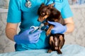 Nail clipping of a dog by a veterinarian in uniform, veterinary clinic, care for small breeds of dogs