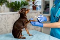 Nail clipping of a dog by a veterinarian in uniform, veterinary clinic, care for small breeds of dogs