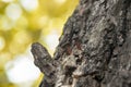 Nails that have been hammered into the tree Royalty Free Stock Photo