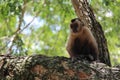 Nail monkey sitting on a tree.