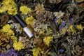 The Nail polish, gold and glitter, shiny, reflective, placed amongst assorted dried flowers, both clear and blurry Royalty Free Stock Photo