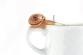 Snails are on a cup of coffee thinking about coffee break