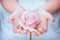 Natural manicure nails. Beautiful girl hands holding pink rose. Rose in the hands girl. Royalty Free Stock Photo