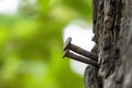 Nails that have been hammered into the tree Royalty Free Stock Photo