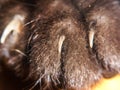 Nails on small black kitten paw coming out