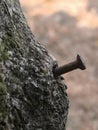 nails stuck in the tree trunk