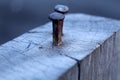 Nails on wood. Two nails nailed to the wood timber