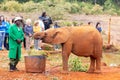 Nairobi, Kenya - August, 2019: Small baby elephant drinking water in an elephant orphanage in Nairobi, Kenya, Africa