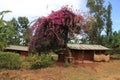 Nairobi, Kenya - February 28, 2015: A simple wooden African poor hut next to which a very beautiful lush tree with huge purple