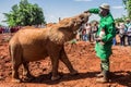 NAIROBI, KENYA - JUNE 22, 2015: One of the workers feeding a young orphant elephant with milk Royalty Free Stock Photo