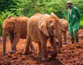 NAIROBI, KENYA - JUNE 22, 2015: One of the workers observing young orphant orphant elephants playing in the mud