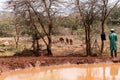 Nairobi, Kenya - March 17, 2023: Baby elephants arrive for their daily feeding at the Sheldrick Wildlife Trust that raises Royalty Free Stock Photo
