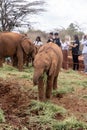 Baby elephants feed on grass at the Sheldrick Wildlife Trust that raises orphaned elephants, as