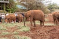 Baby elephants feed on grass at the Sheldrick Wildlife Trust that raises orphaned elephants, as