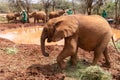 Baby elephants feed on grass at the Sheldrick Wildlife Trust that raises orphaned elephants, as