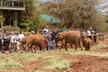 Tourists watch the baby elephants at the Sheldrick Wildlife Trust that raises orphaned elephants