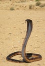 Naja haje Royalty Free Stock Photo