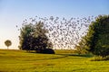 A large flock of starlings is looking for a place to sleep for the night.