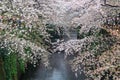 Nakameguro Canal this area is popular sakura spot in Tokyo.