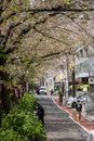 Nakameguro Cherry Blossom Festival, Japan