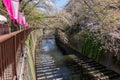 Nakameguro Cherry Blossom Festival, Japan