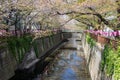 Nakameguro Cherry Blossom Festival, Japan