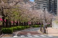 Nakameguro Cherry Blossom Festival, Japan