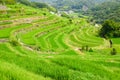 Nakayama Senmaida rice terrace paddy fields, Shodoshima Island