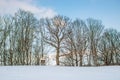 Naked bare big trees in winter Royalty Free Stock Photo