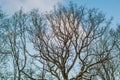 Bare trees, winter background Royalty Free Stock Photo