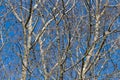 Naked beech tree branches on a blue sky background Royalty Free Stock Photo