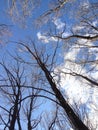 Naked beech tree silhouette over blue sky background Royalty Free Stock Photo