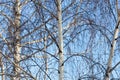 Naked birch branches against the blue sky Royalty Free Stock Photo