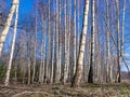 Naked birch trunks, early spring