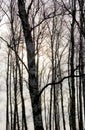 Naked birches in wintertime