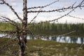 Naked branch of larch. Wild plants