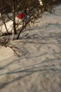 Naked Branches Covered in Snow in Winter Night Royalty Free Stock Photo