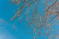 Naked branches of a deciduous tree against the blue sky. trend colors Royalty Free Stock Photo